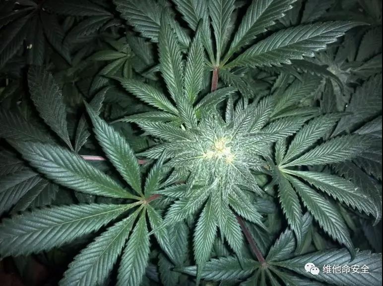 �������ǲ�-������ʱ�й�����