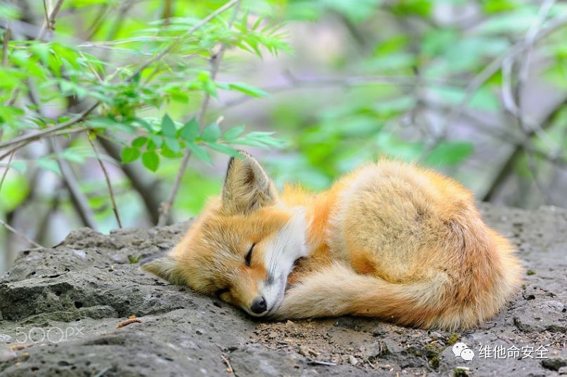 �������ǲ�-������ʱ�й�����